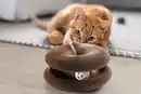 Bild 3 von IDEENWELT Spiel- und Kratzring für Katzen