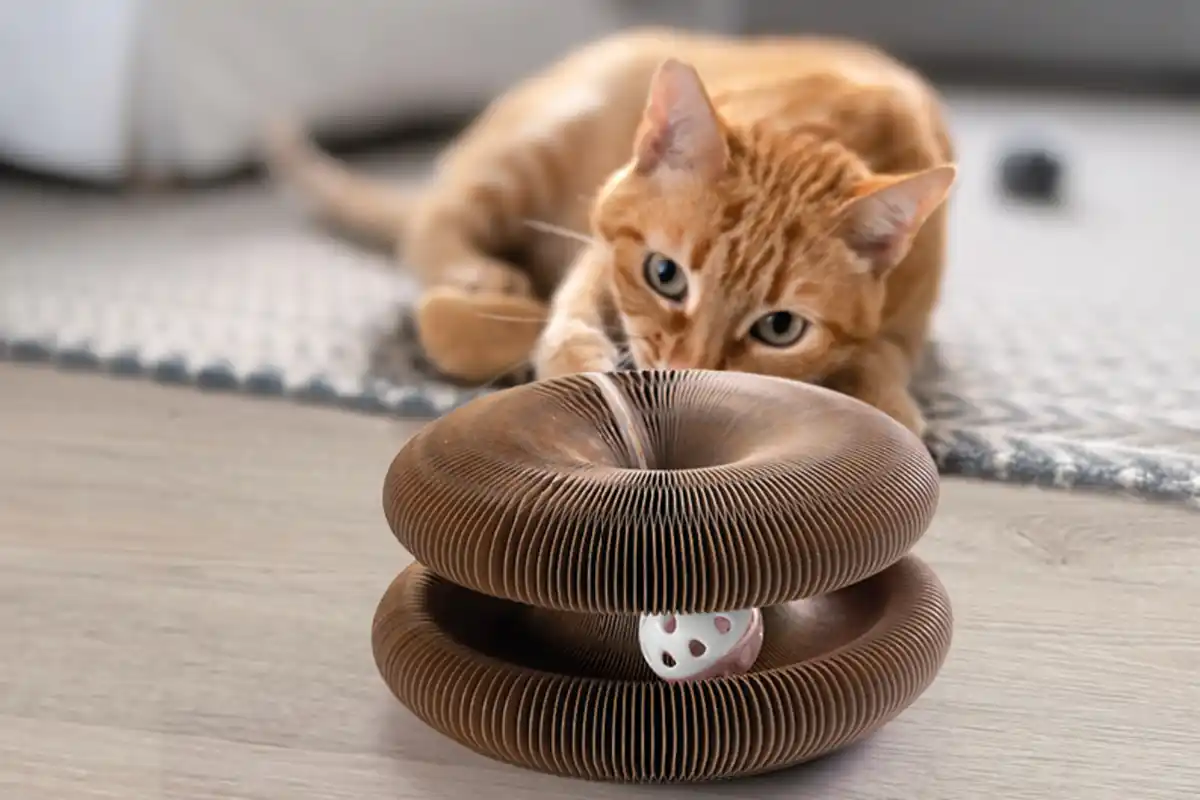Bild 3 von IDEENWELT Spiel- und Kratzring für Katzen