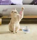 Bild 3 von IDEENWELT Interaktives Katzenspielzeug