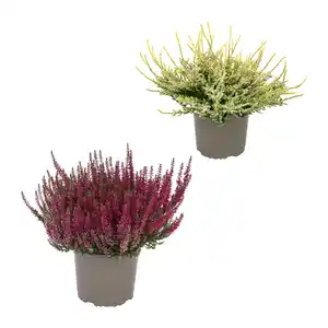 GARDENLINE Calluna