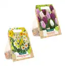 Bild 1 von GARDENLINE XXL-Blumenzwiebeln