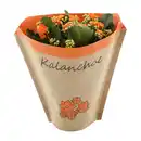 Bild 2 von GARDENLINE Kalanchoe