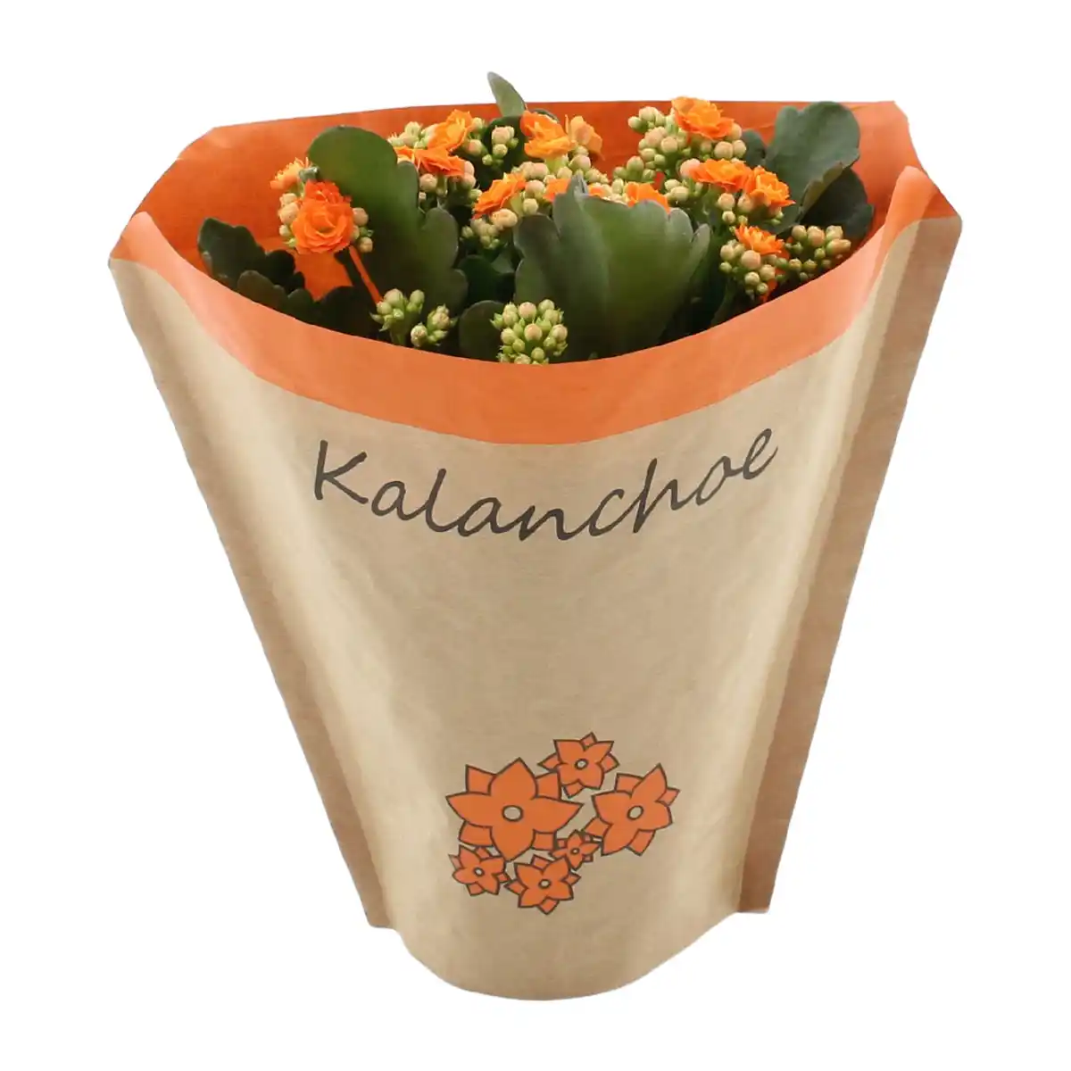 Bild 2 von GARDENLINE Kalanchoe