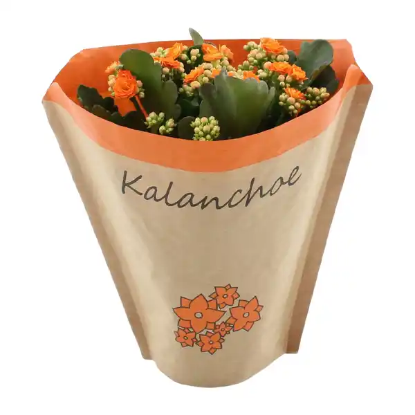 Bild 2 von GARDENLINE Kalanchoe