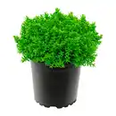 Bild 2 von GARDENLINE Hebe-Mix