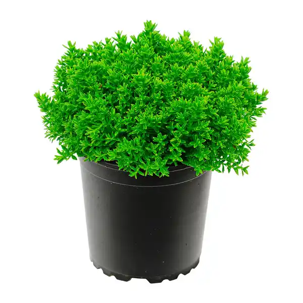 Bild 2 von GARDENLINE Hebe-Mix