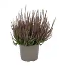 Bild 2 von GARDENLINE Calluna
