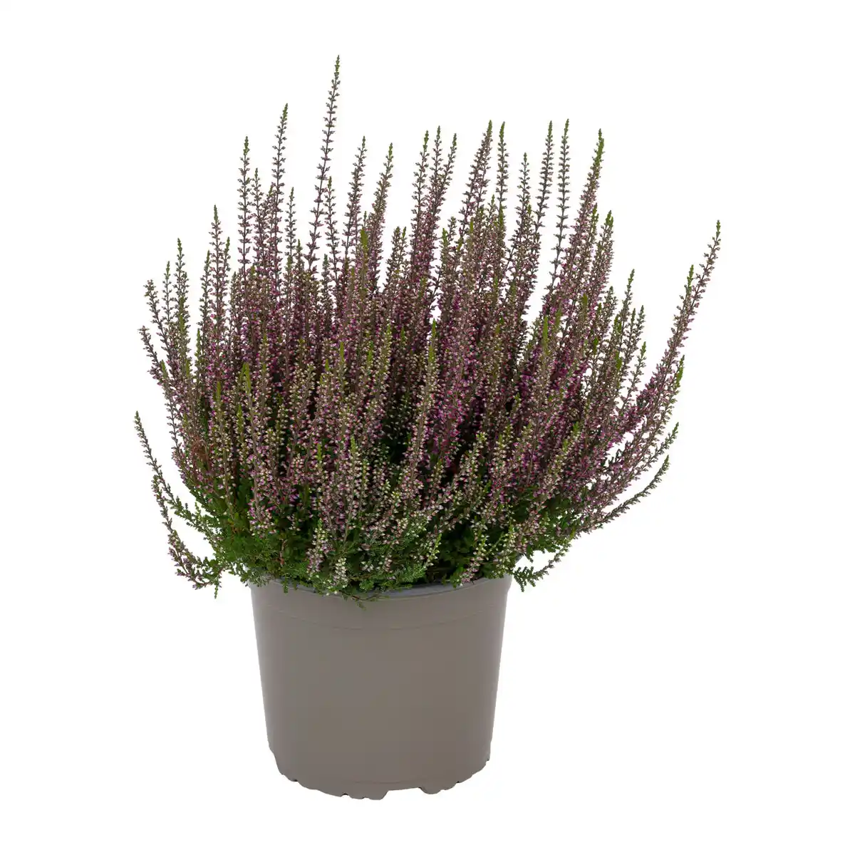 Bild 2 von GARDENLINE Calluna