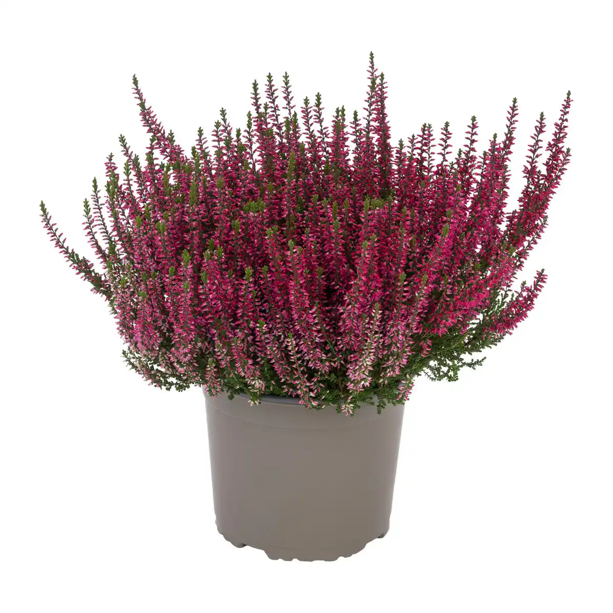 Bild 4 von GARDENLINE Calluna
