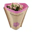 Bild 3 von GARDENLINE Kalanchoe