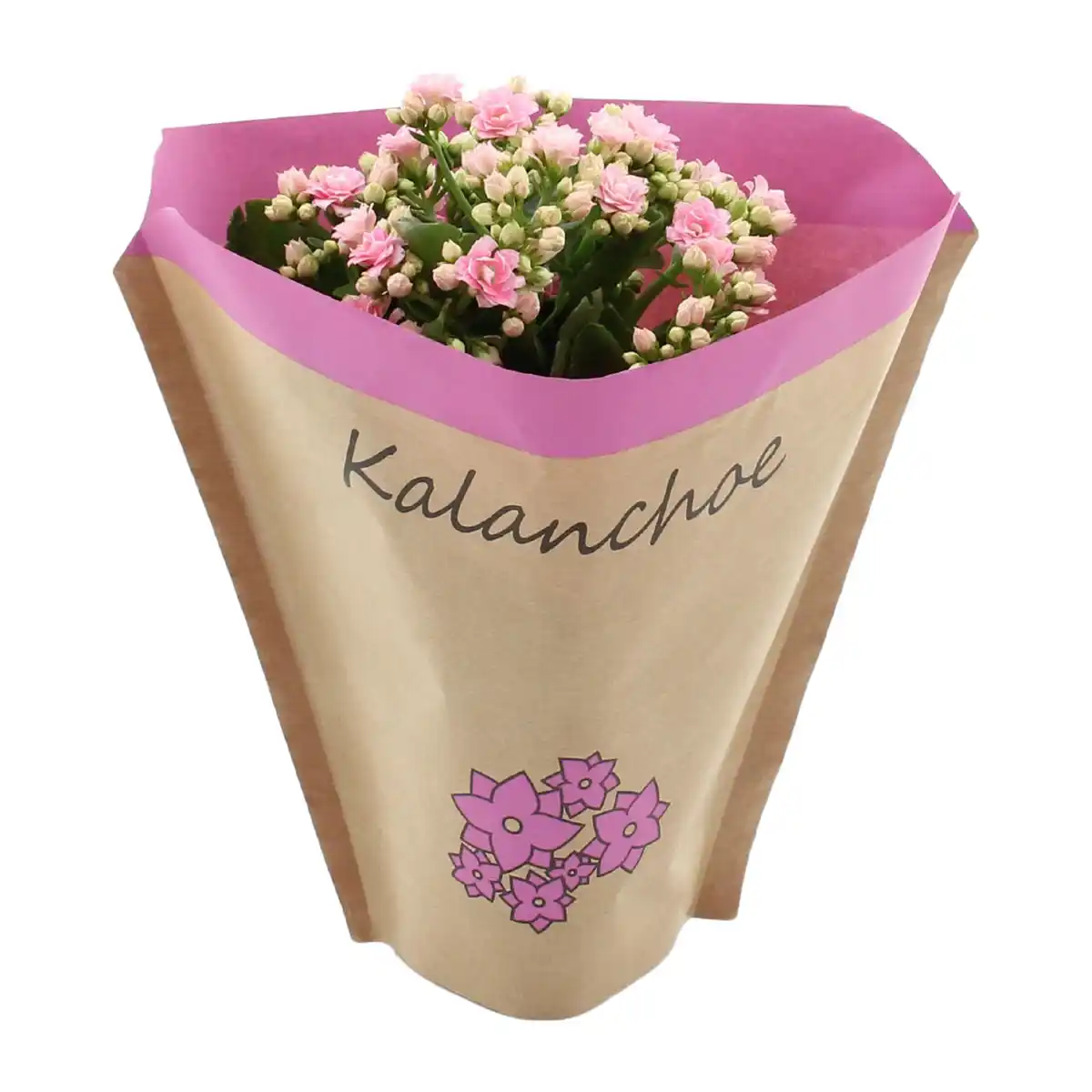Bild 3 von GARDENLINE Kalanchoe