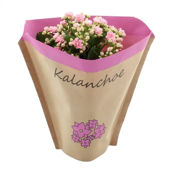 Bild 3 von GARDENLINE Kalanchoe