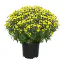 Bild 3 von GARDENLINE Bauernchrysantheme