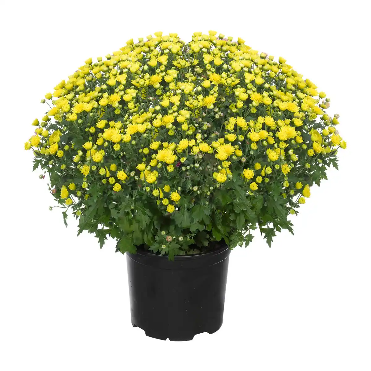 Bild 3 von GARDENLINE Bauernchrysantheme