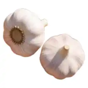 GO BIO Knoblauch
