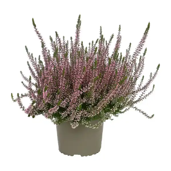 Bild 3 von GARDENLINE Calluna