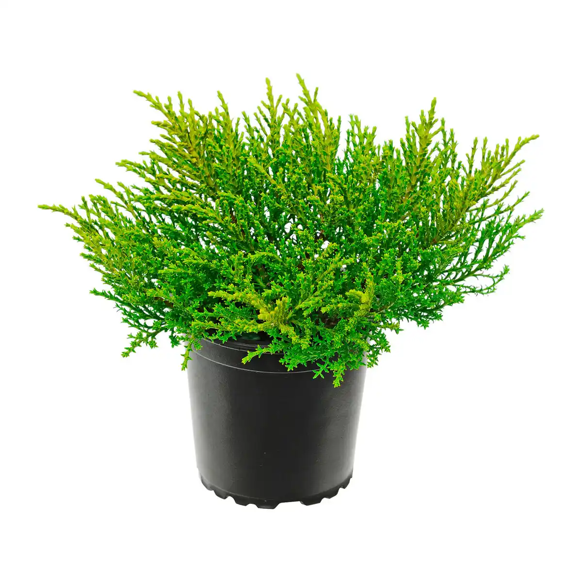 Bild 3 von GARDENLINE Hebe-Mix
