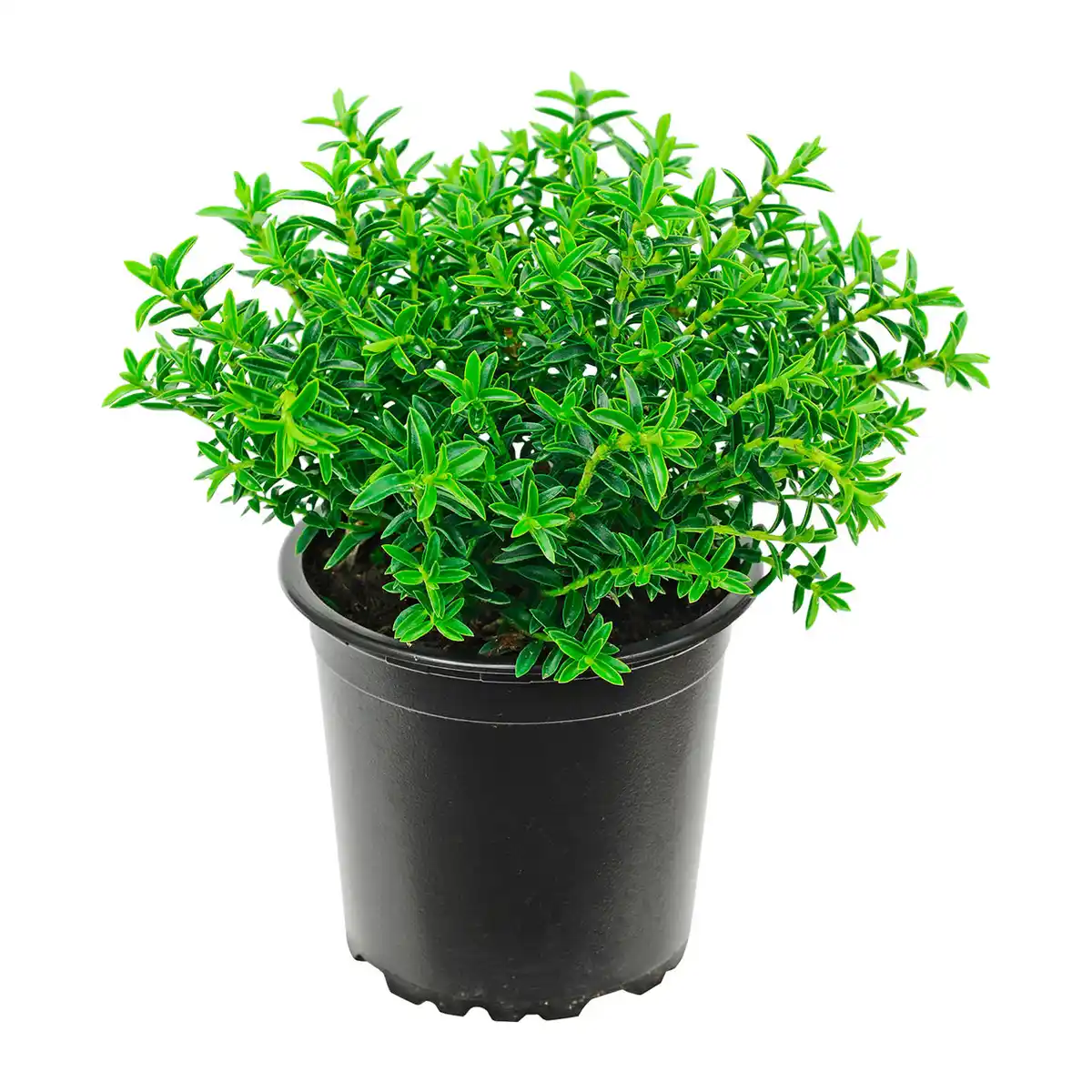 Bild 4 von GARDENLINE Hebe-Mix