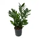Bild 3 von GARDENLINE Zamioculcas