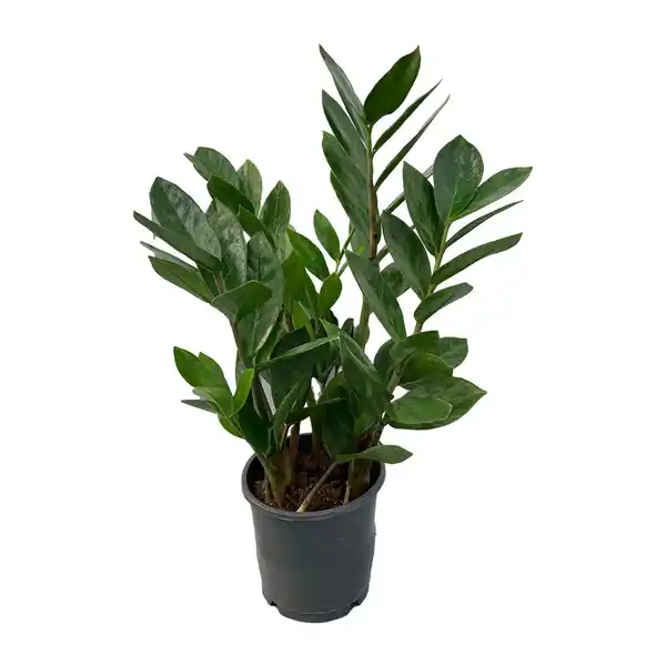 Bild 3 von GARDENLINE Zamioculcas