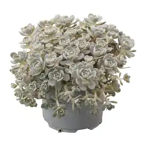 GARDENLINE Steinwurz (Orostachys)