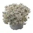 Bild 1 von GARDENLINE Steinwurz (Orostachys)