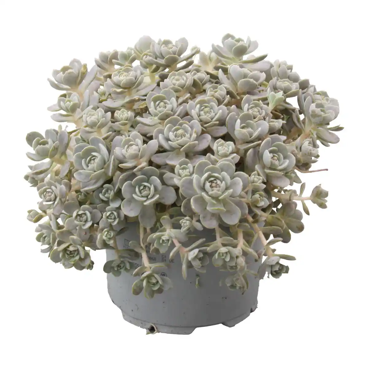 Bild 1 von GARDENLINE Steinwurz (Orostachys)