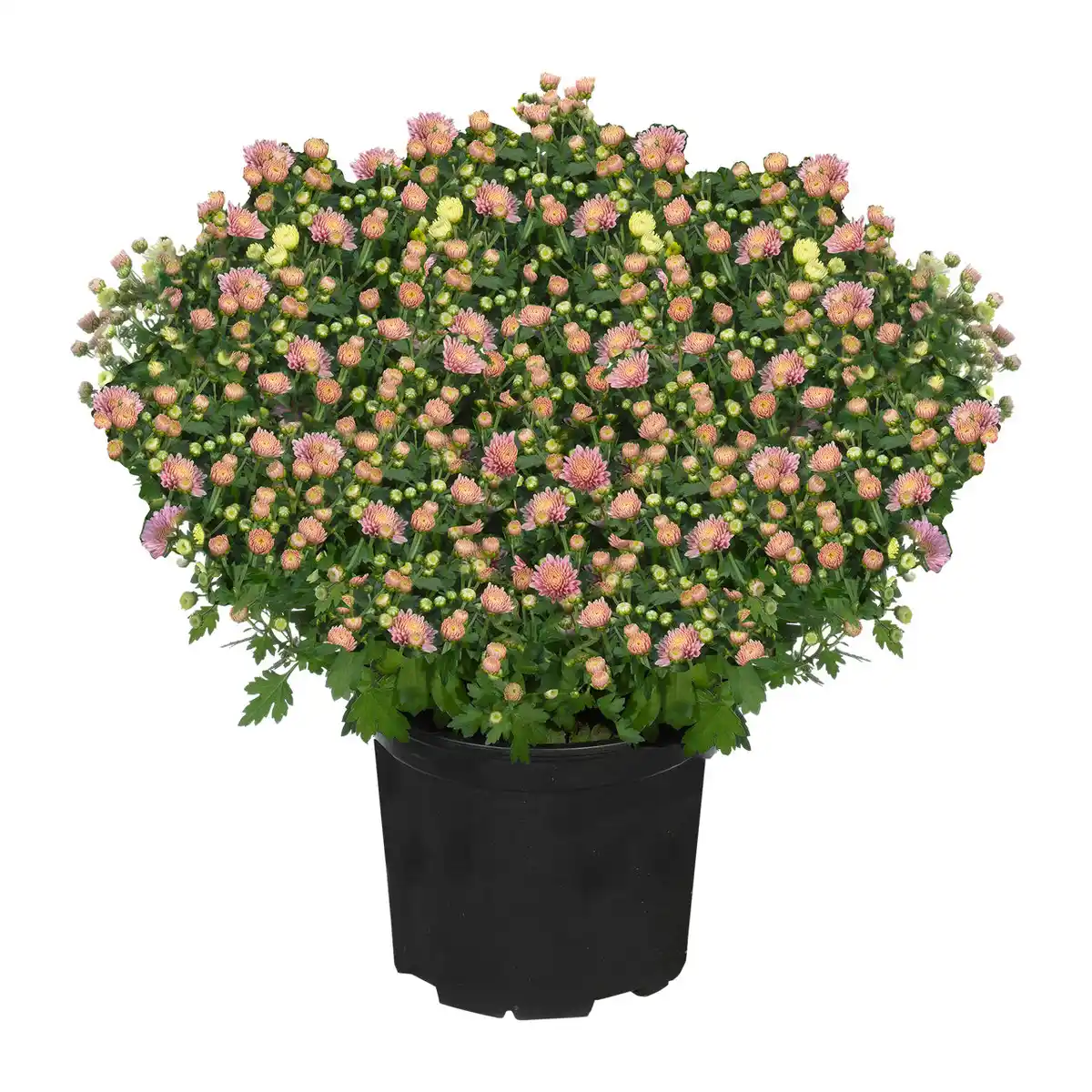 Bild 4 von GARDENLINE Bauernchrysantheme