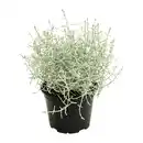 Bild 1 von GARDENLINE Silberdraht (Calocephalus)