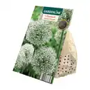 Bild 2 von GARDENLINE Zierlauch-Blumenzwiebeln