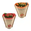 Bild 1 von GARDENLINE Kalanchoe