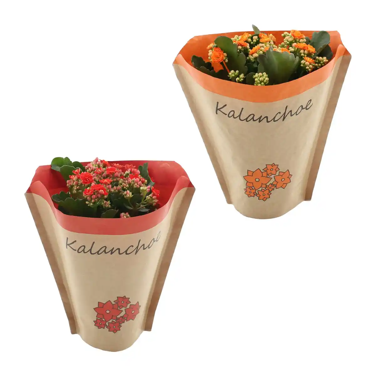 Bild 1 von GARDENLINE Kalanchoe