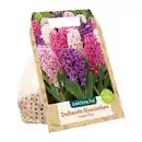 Bild 3 von GARDENLINE XXL-Blumenzwiebeln