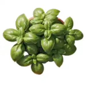 Kräutertopf