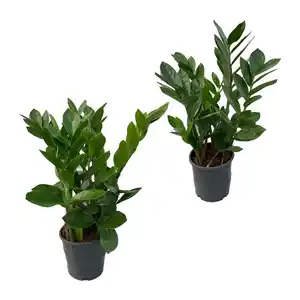 GARDENLINE Zamioculcas