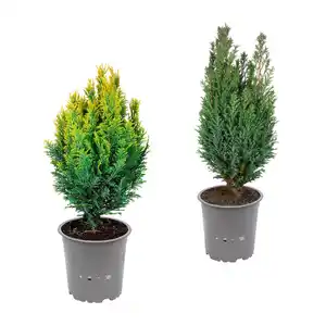 GARDENLINE Konifere