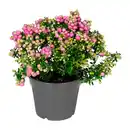 Bild 2 von GARDENLINE Pernettya