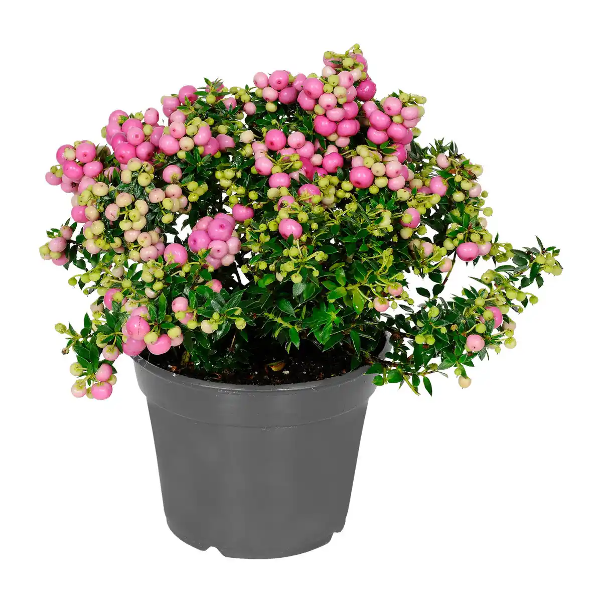 Bild 2 von GARDENLINE Pernettya