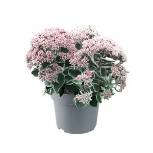 Fetthenne Sedum telephinum "La vie en rose" 17 cm Topf