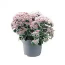 Bild 1 von Fetthenne Sedum telephinum "La vie en rose" 17 cm Topf