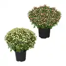 Bild 1 von GARDENLINE Bauernchrysantheme