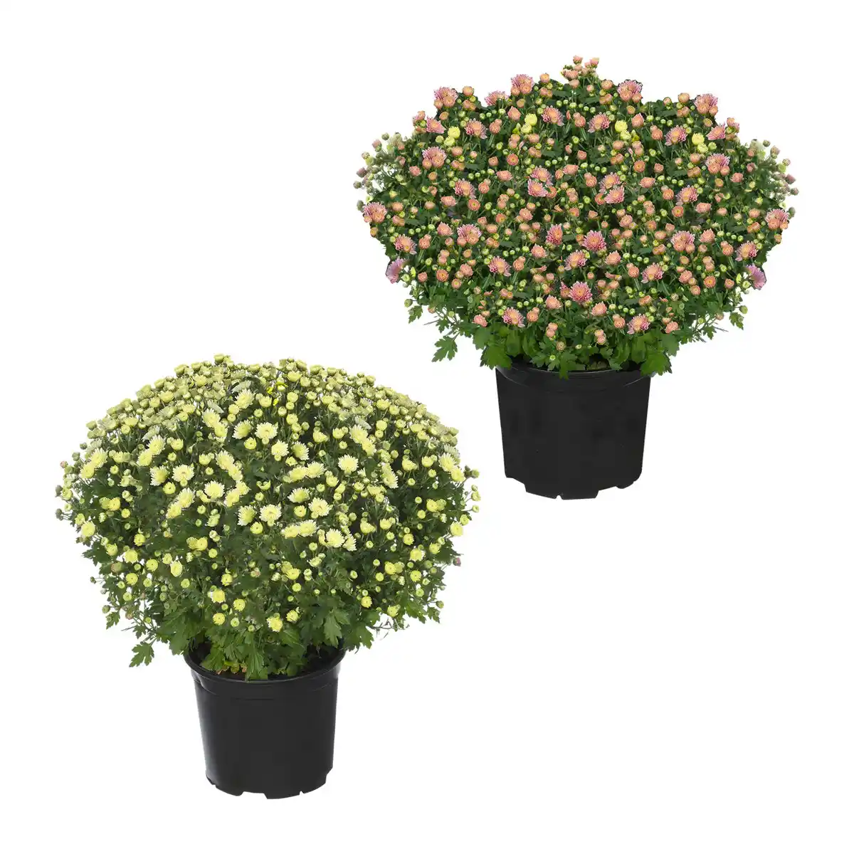 Bild 1 von GARDENLINE Bauernchrysantheme