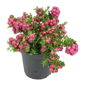 GARDENLINE Pernettya