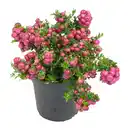 Bild 1 von GARDENLINE Pernettya