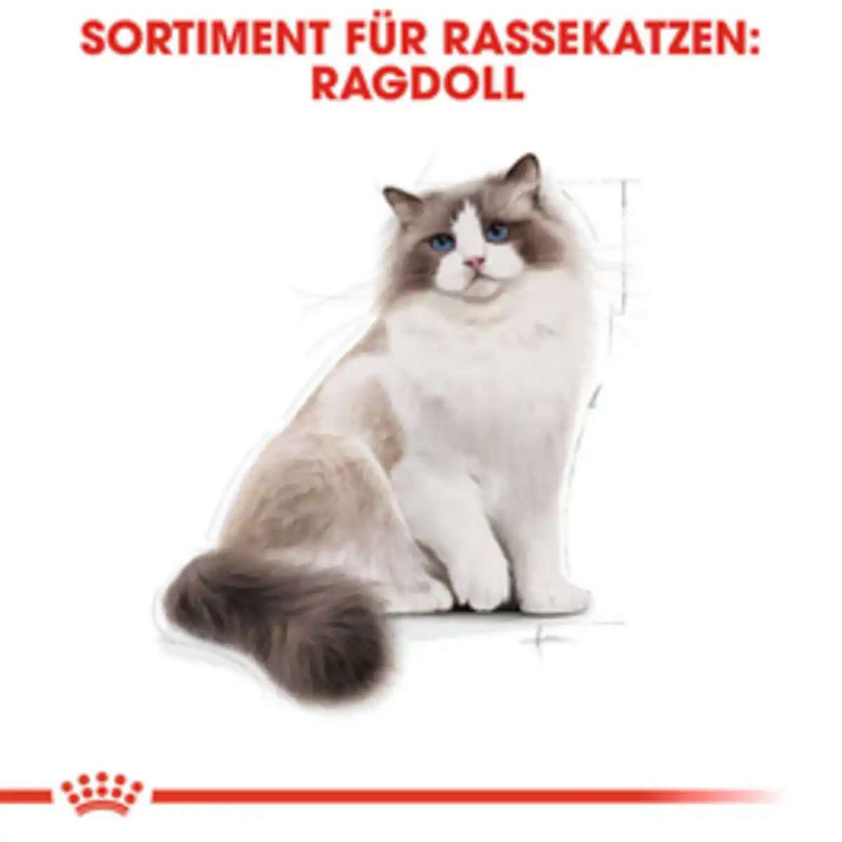 Bild 4 von ROYAL CANIN Trockenfutter »FBN Ragdoll Adult«, 2 kg