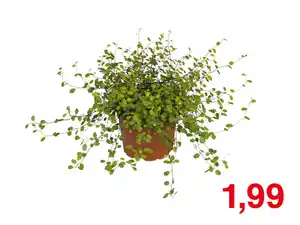 Muehlenbeckia