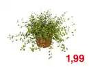 Bild 1 von Muehlenbeckia