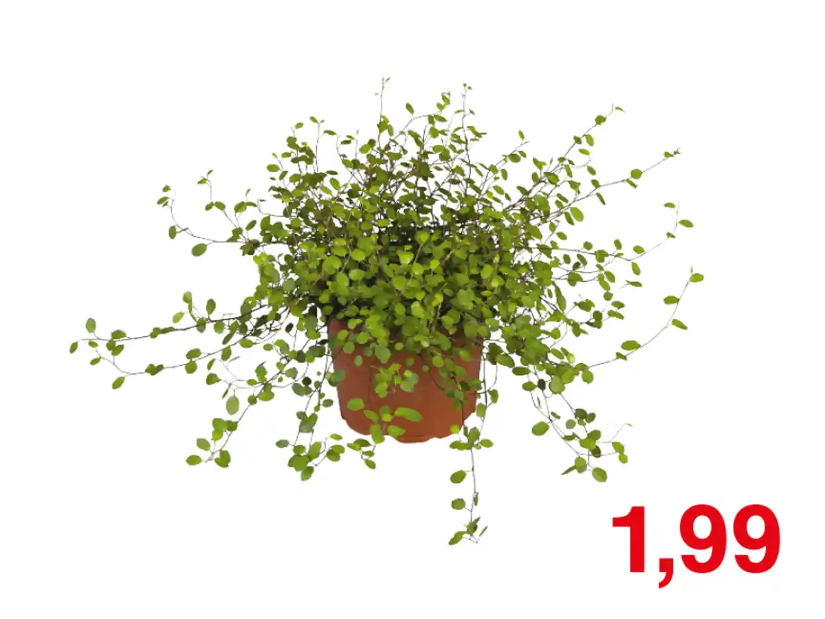 Bild 1 von Muehlenbeckia