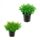 Bild 1 von GARDENLINE Hebe-Mix