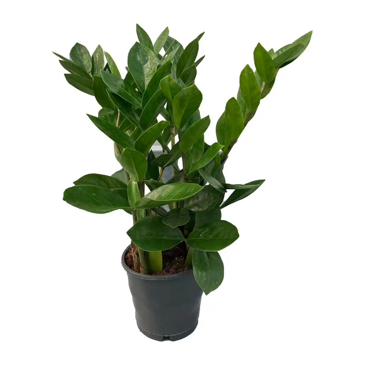 Bild 2 von GARDENLINE Zamioculcas